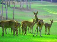 Wangjuntr Golf & Nature Park, Valley Course