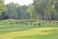 Wangjuntr Golf & Nature Park, Valley Course